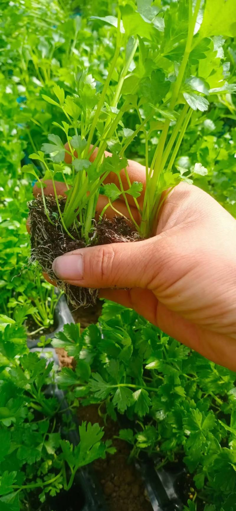 芹菜苗穴盘芹菜苗，提供种植技术，远程指导山东产地，1