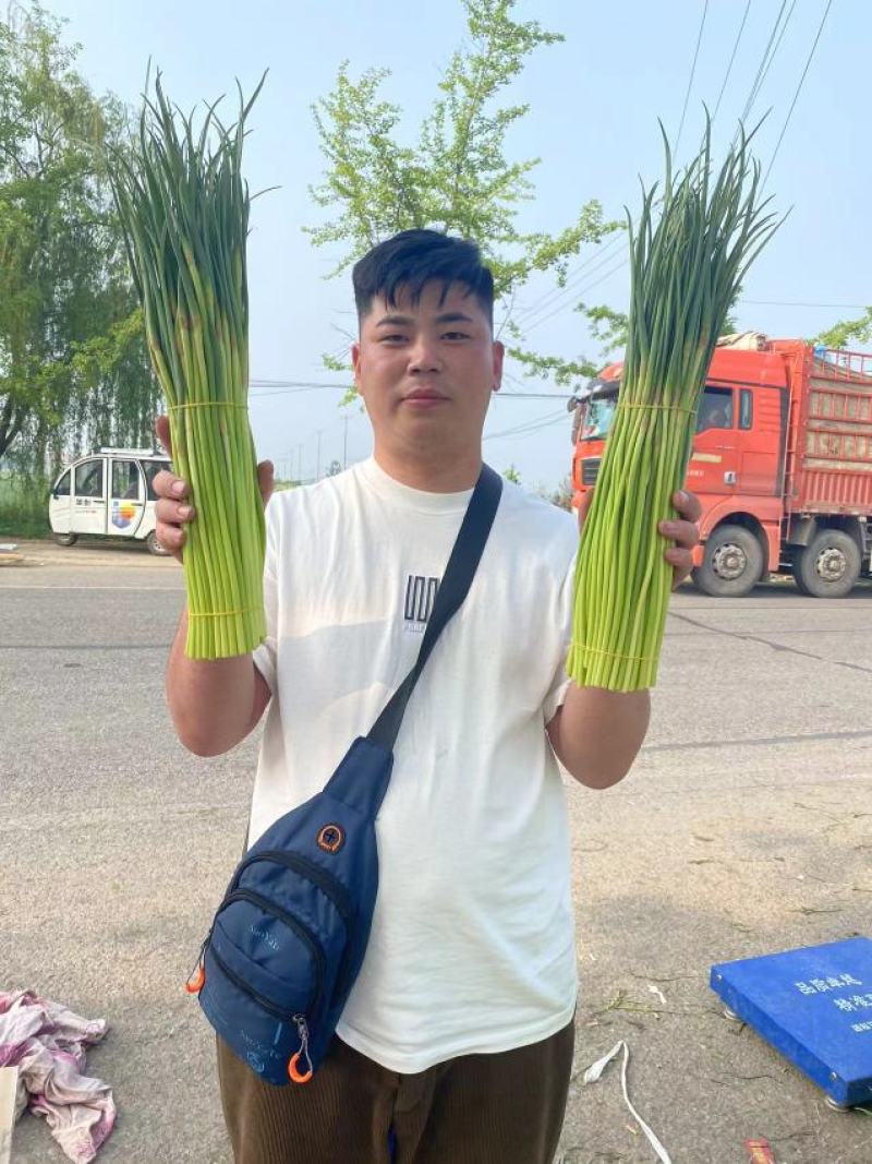 山东红帽蒜苔大量上市诚信经营质量保证优质商家