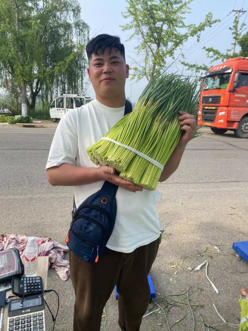 山东红帽蒜苔大量上市诚信经营质量保证优质商家