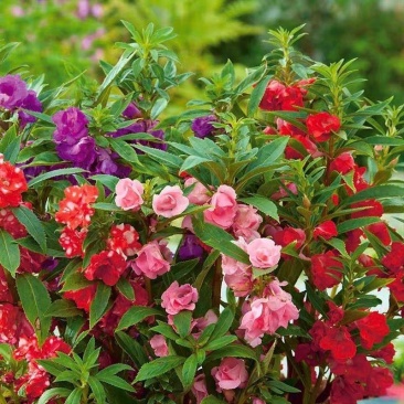 重瓣凤仙花种籽花种籽子四季播种植开花指甲花花种子盆栽庭院