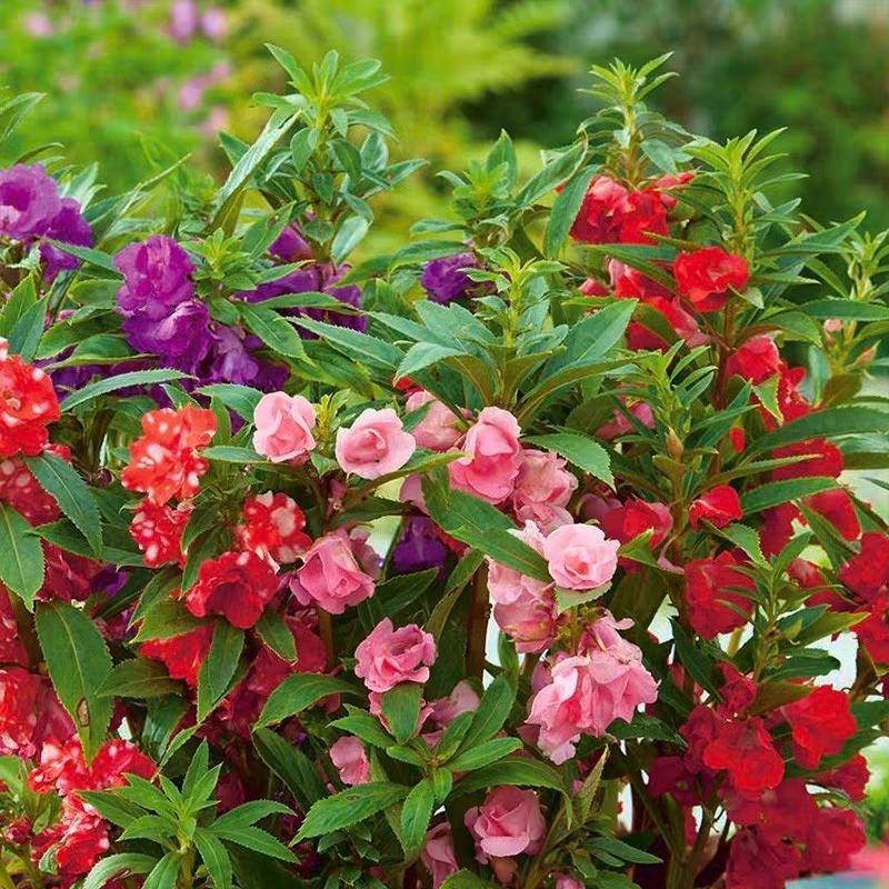 重瓣凤仙花种籽花种籽子四季播种植开花指甲花花种子盆栽庭院