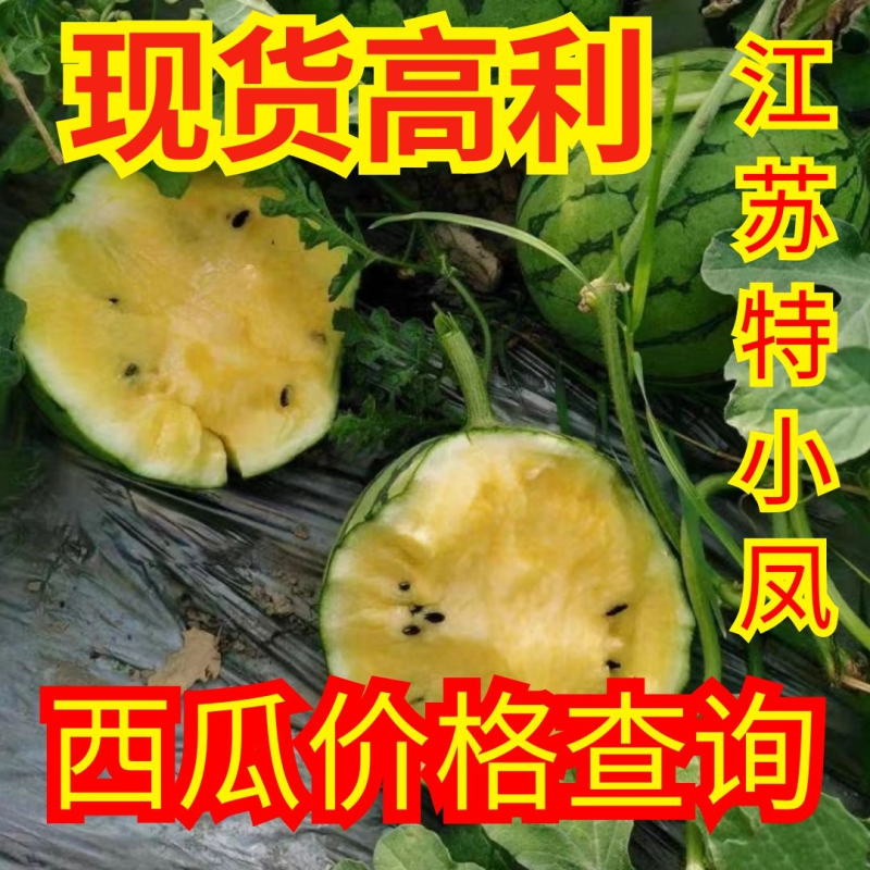 黄瓤特小凤薄皮黄心西瓜冰淇淋西瓜江苏特小凤