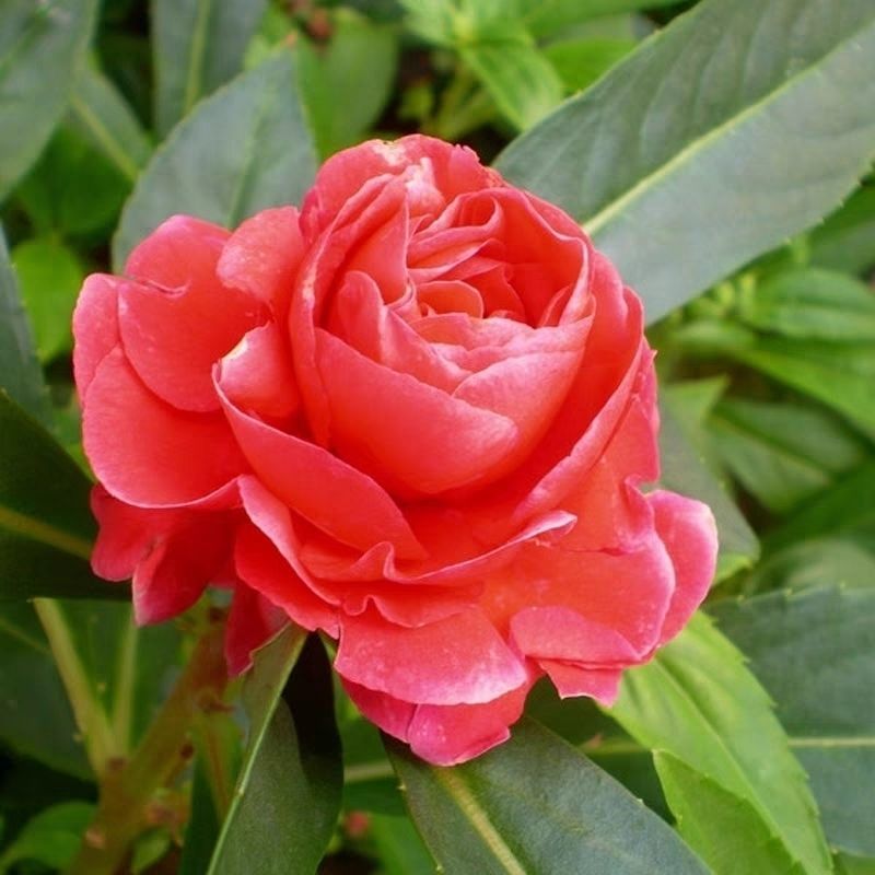 重瓣凤仙花种籽花种籽子四季播种植开花指甲花花种子盆栽庭院