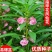 重瓣凤仙花种籽花种籽子四季播种植开花指甲花花种子盆栽庭院