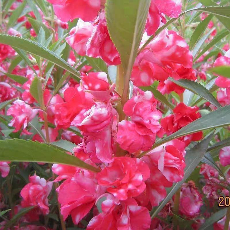 重瓣凤仙花种籽花种籽子四季播种植开花指甲花花种子盆栽庭院