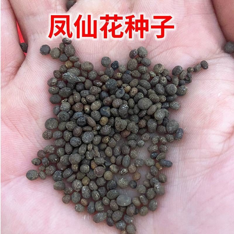 重瓣凤仙花种籽花种籽子四季播种植开花指甲花花种子盆栽庭院