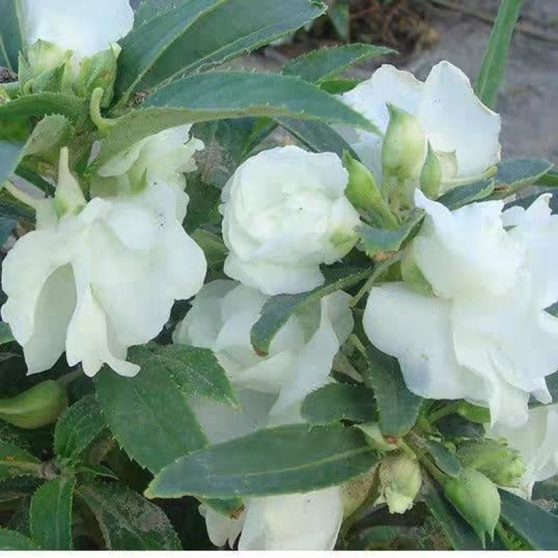 重瓣凤仙花种籽花种籽子四季播种植开花指甲花花种子盆栽庭院