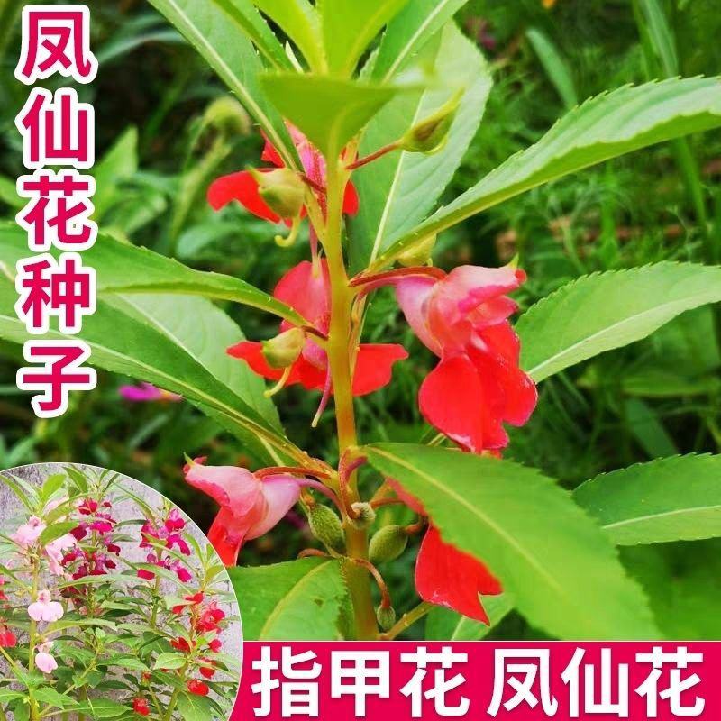 重瓣凤仙花种籽花种籽子四季播种植开花指甲花花种子盆栽庭院