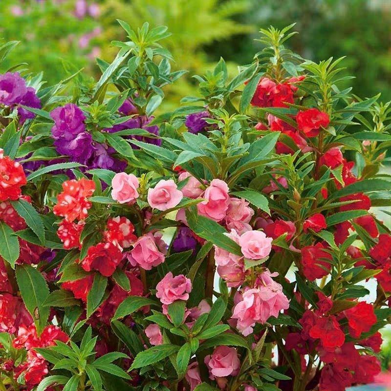 重瓣凤仙花种籽花种籽子四季播种植开花指甲花花种子盆栽庭院