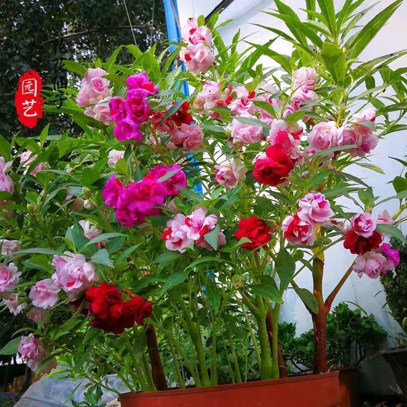 重瓣凤仙花种籽花种籽子四季播种植开花指甲花花种子盆栽庭院