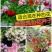 重瓣凤仙花种籽花种籽子四季播种植开花指甲花花种子盆栽庭院