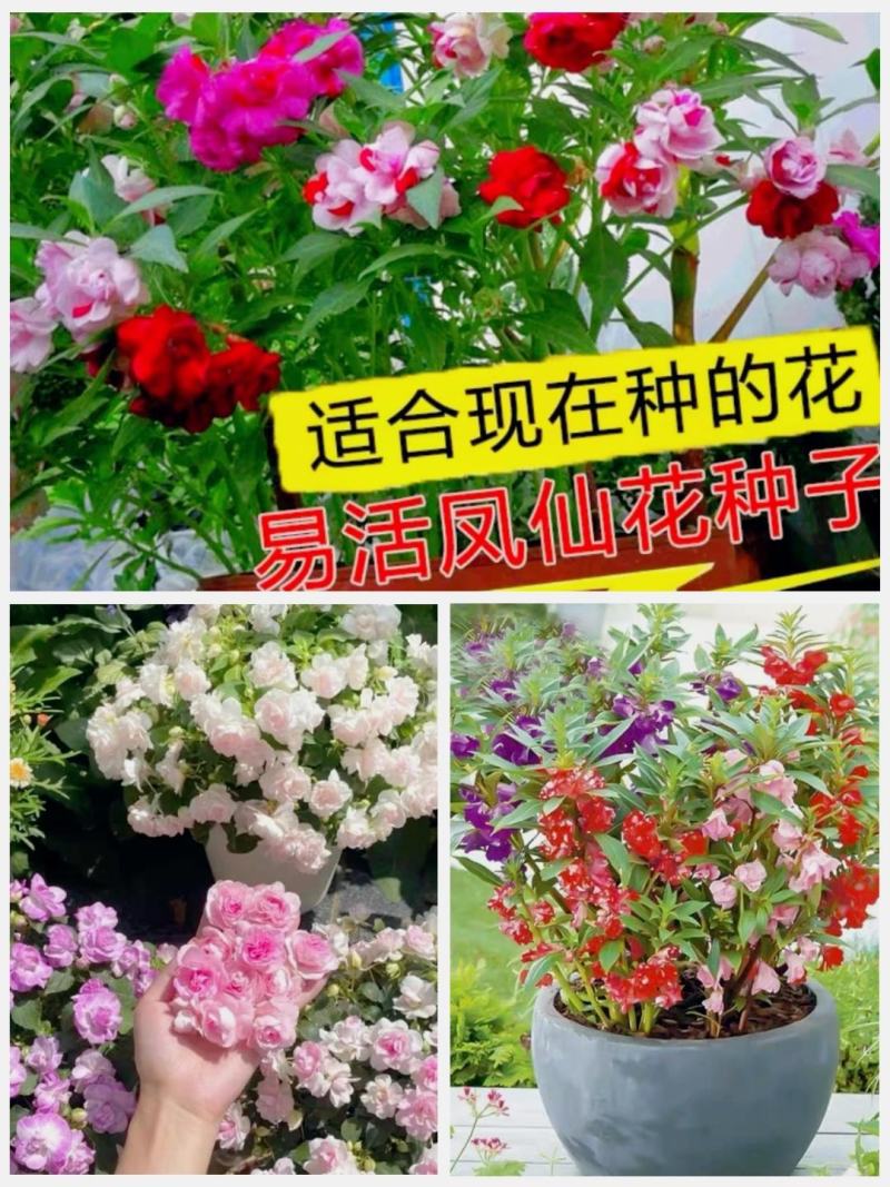 重瓣凤仙花种籽花种籽子四季播种植开花指甲花花种子盆栽庭院