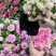 重瓣凤仙花种籽花种籽子四季播种植开花指甲花花种子盆栽庭院