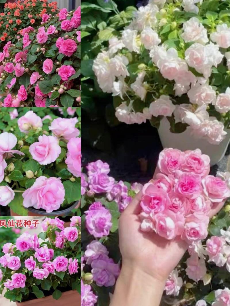 重瓣凤仙花种籽花种籽子四季播种植开花指甲花花种子盆栽庭院