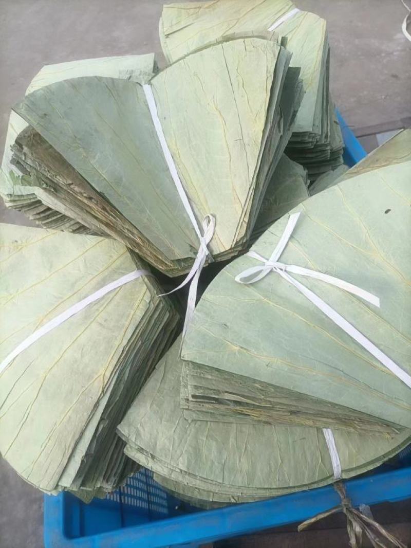 微山湖自然风干荷叶