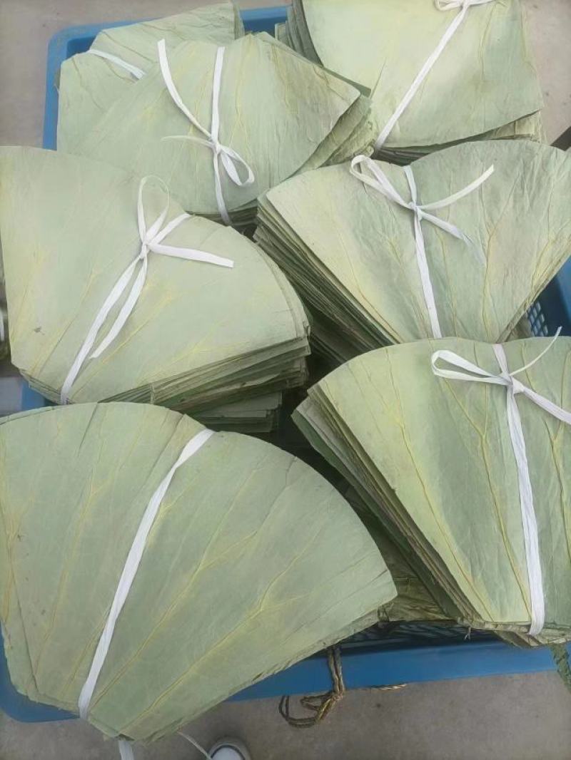 微山湖自然风干荷叶