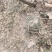 新鲜黄精滇黄精贵州野生黄精鲜货现挖留根须