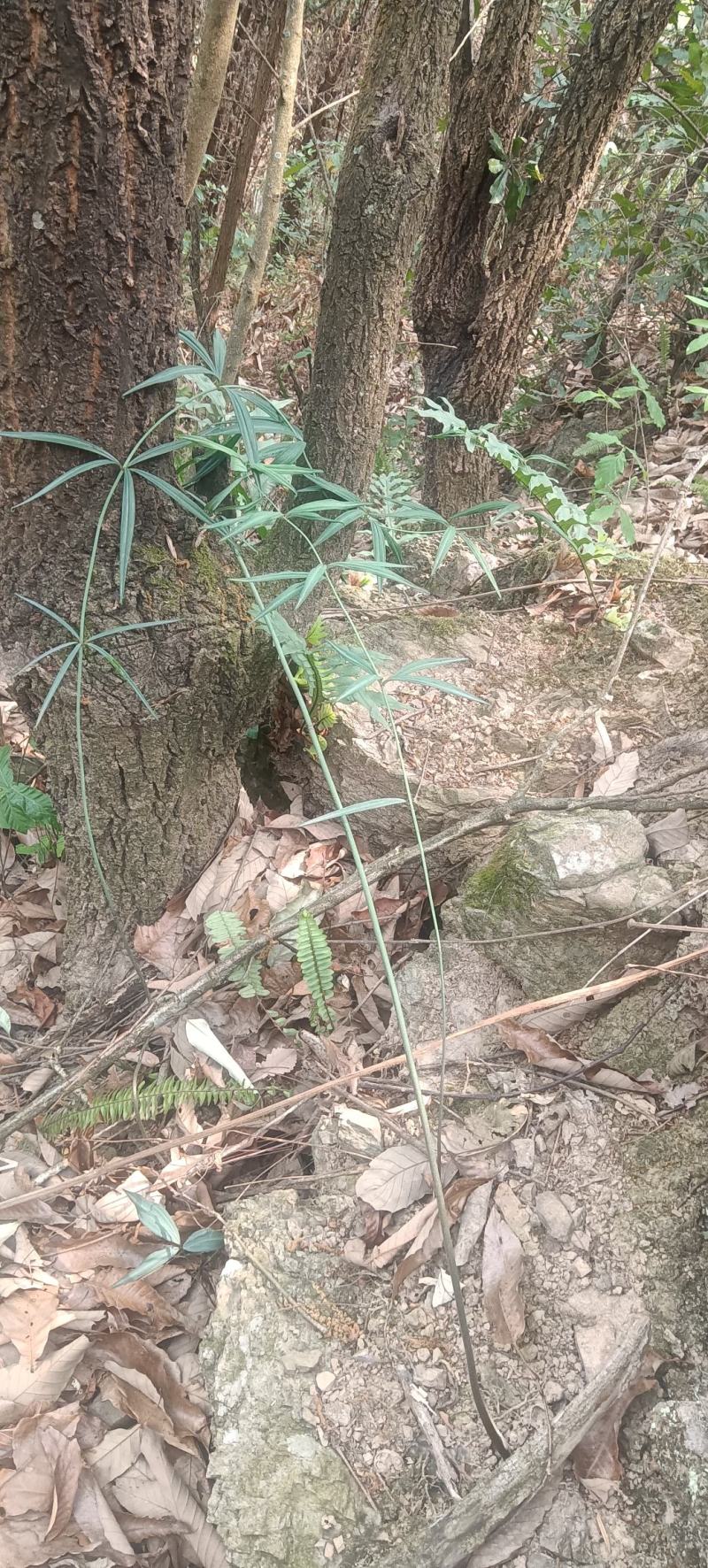 新鲜黄精滇黄精贵州野生黄精鲜货现挖留根须