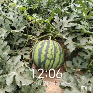 大鹏西瓜马上成熟，需要的联系。价格美丽可代发，