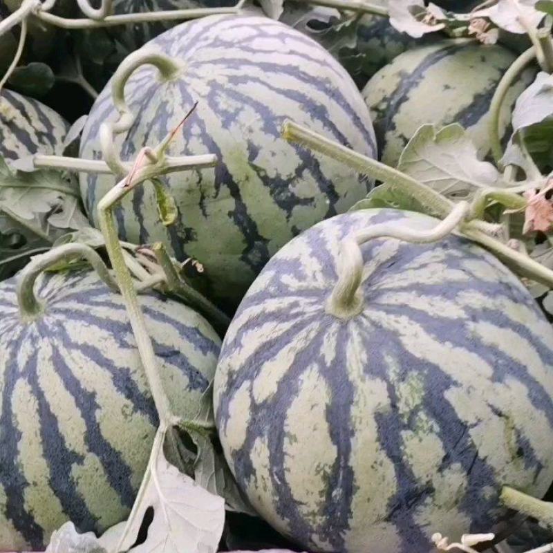 精品美都西瓜大量上市中，其皮薄肉质松，颜色深红色，口感甜