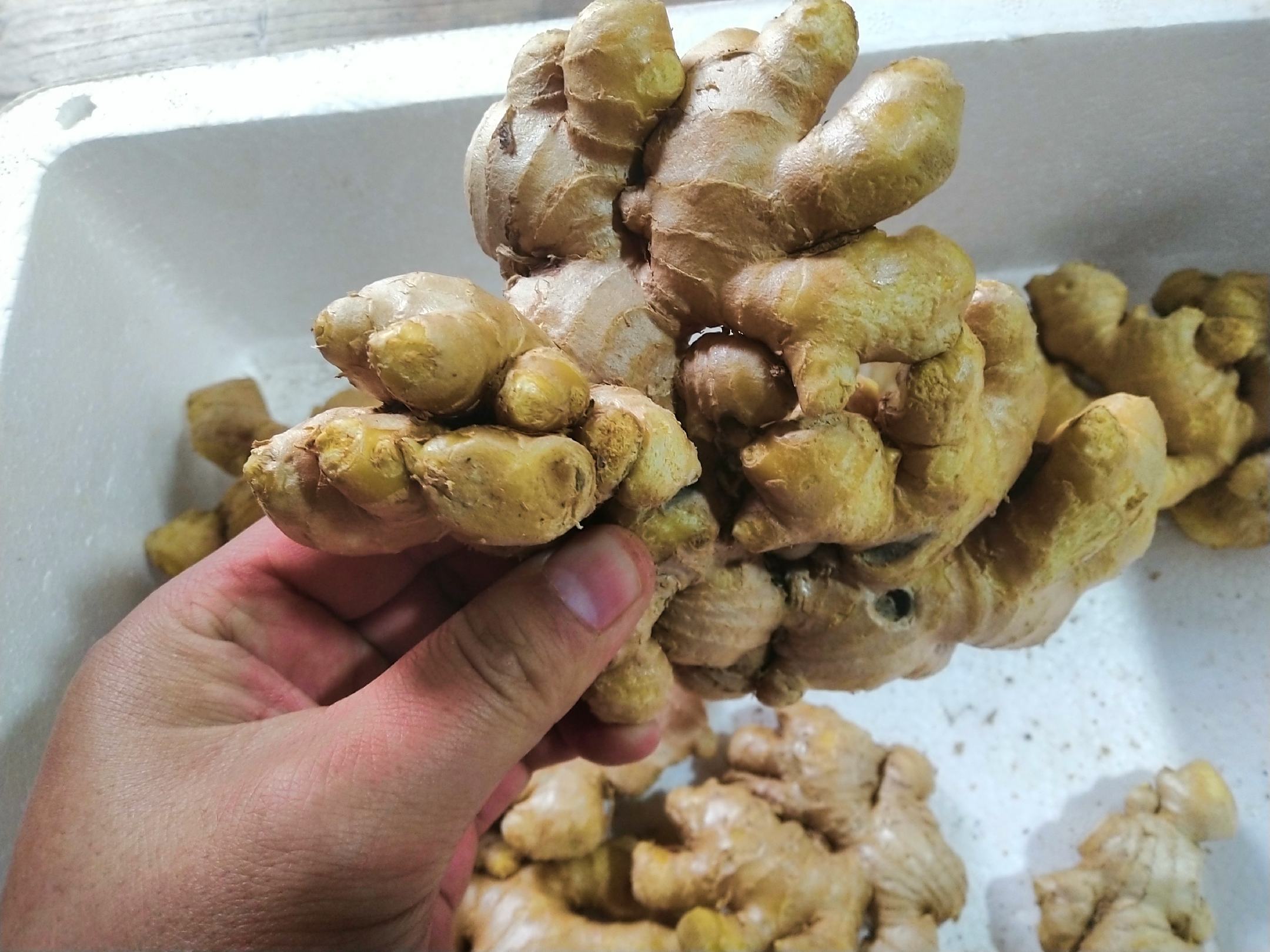 南姜与小黄姜对比图