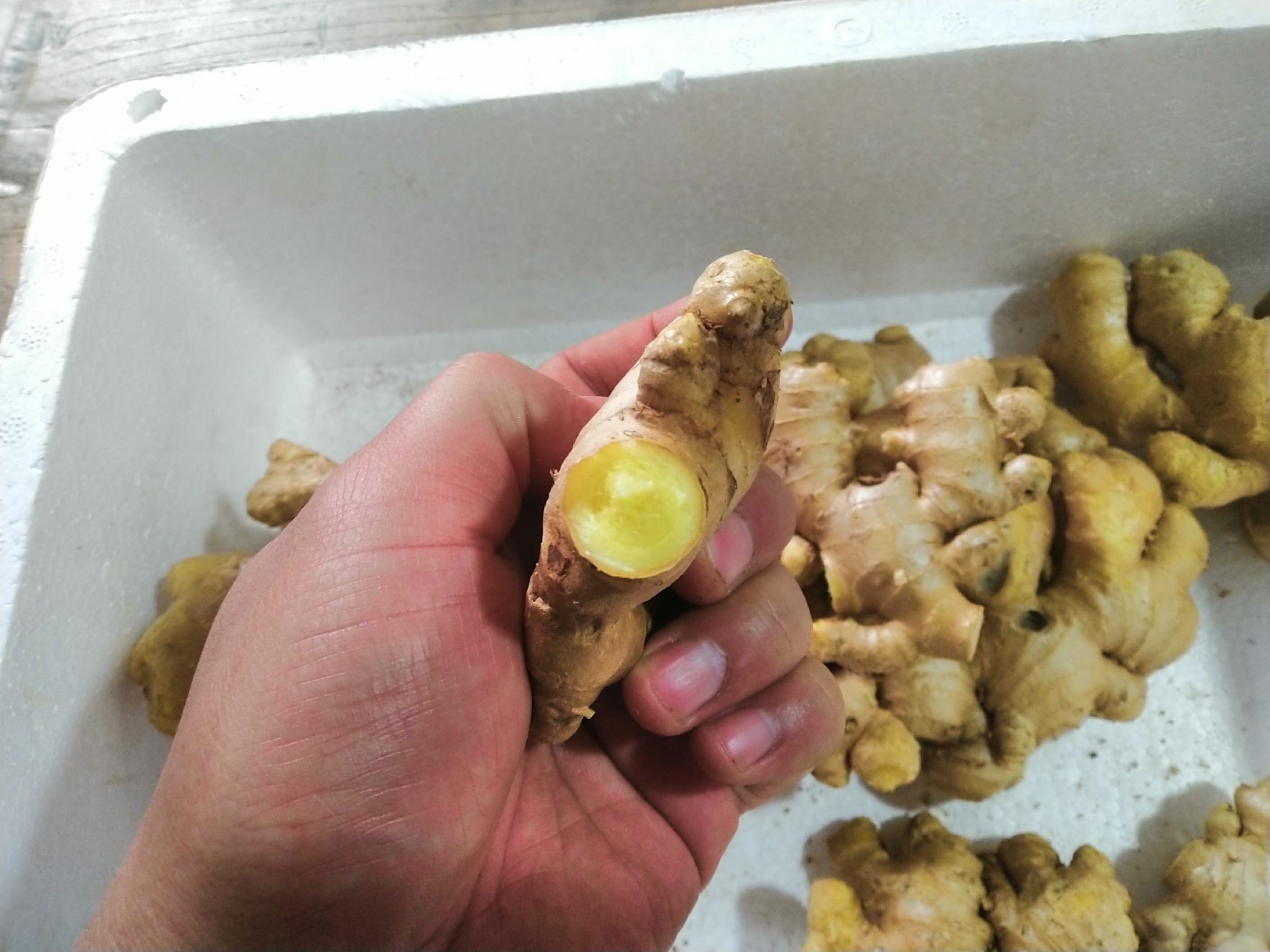 家庭厨房保鲜对比图：左侧玻璃罐中用湿润黄沙掩埋新鲜小黄姜，右侧密封盒内盛放冷冻姜蓉，中间摆放三枚完整带泥小黄姜，背景为木质料理台与铜制姜刨