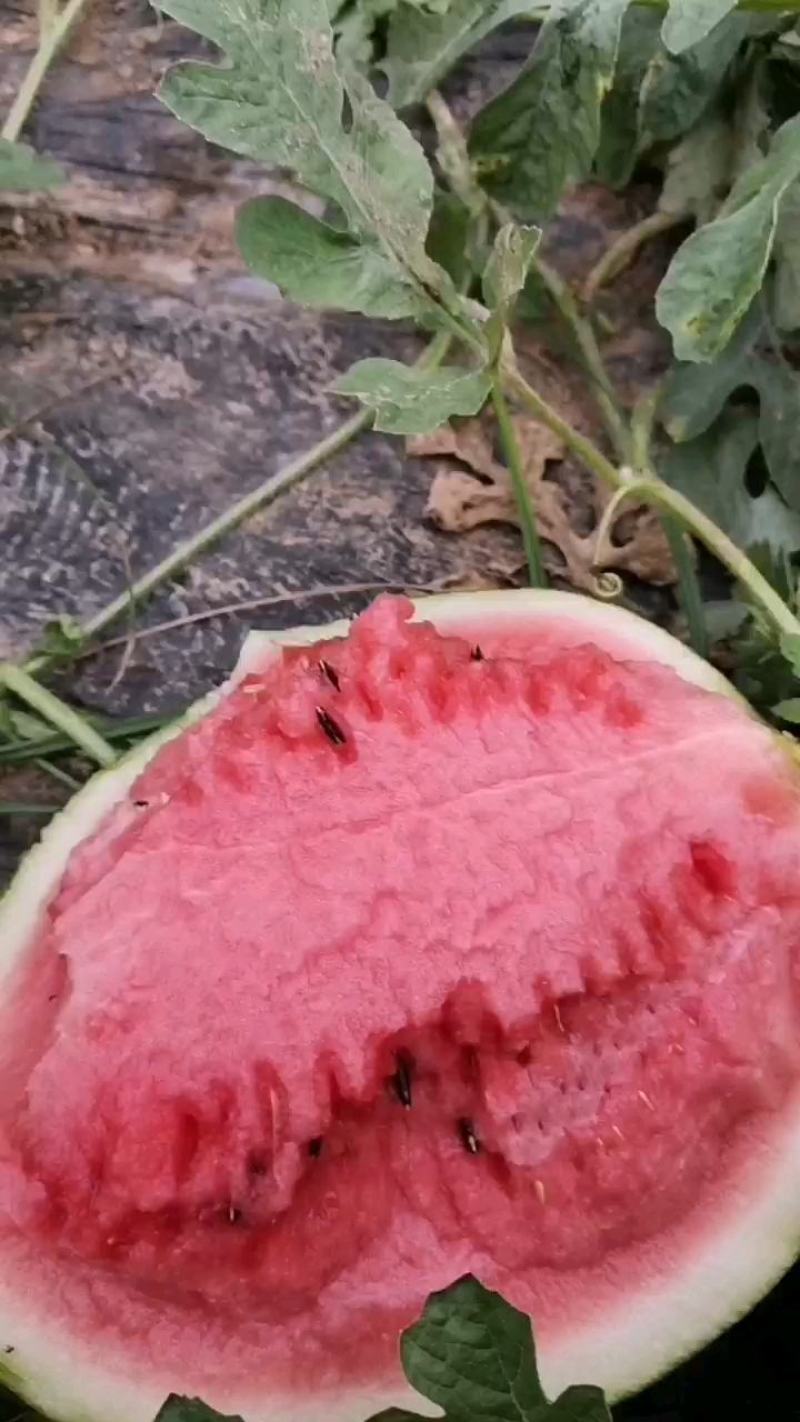 精品美都西瓜大量上市中，其皮薄肉质松，颜色深红色，口感甜