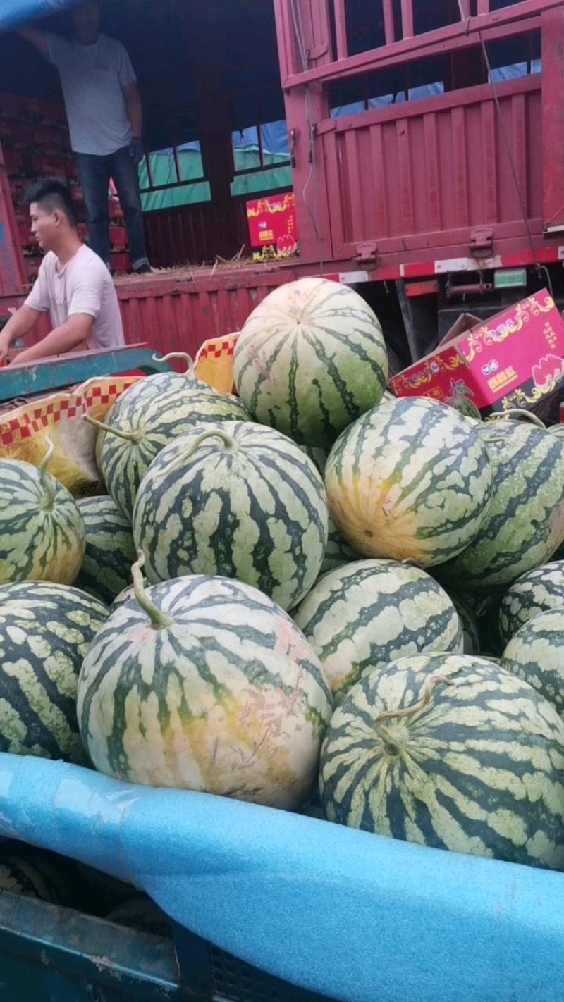 精品美都西瓜大量上市中，其皮薄肉质松，颜色深红色，口感甜