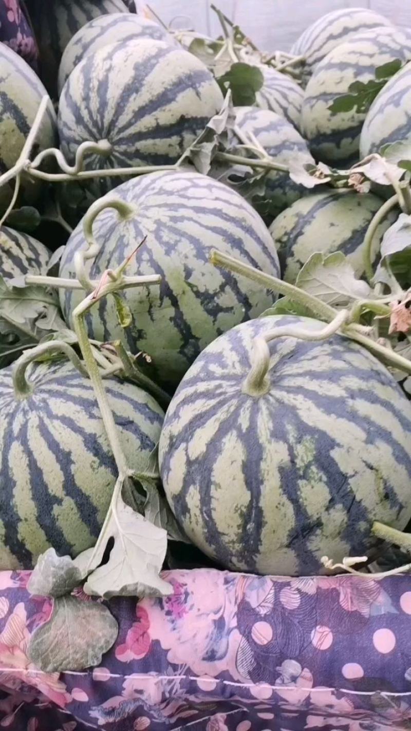 精品美都西瓜大量上市中，其皮薄肉质松，颜色深红色，口感甜