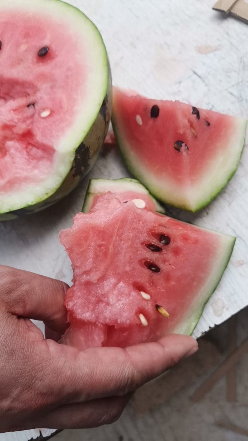 精品美都西瓜大量上市中，其皮薄肉质松，颜色深红色，口感甜