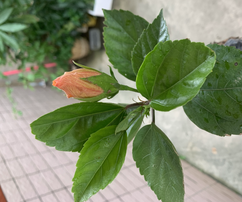 重瓣扶桑福建漳州重瓣扶桑朱槿黄花粉花大红花基地直销