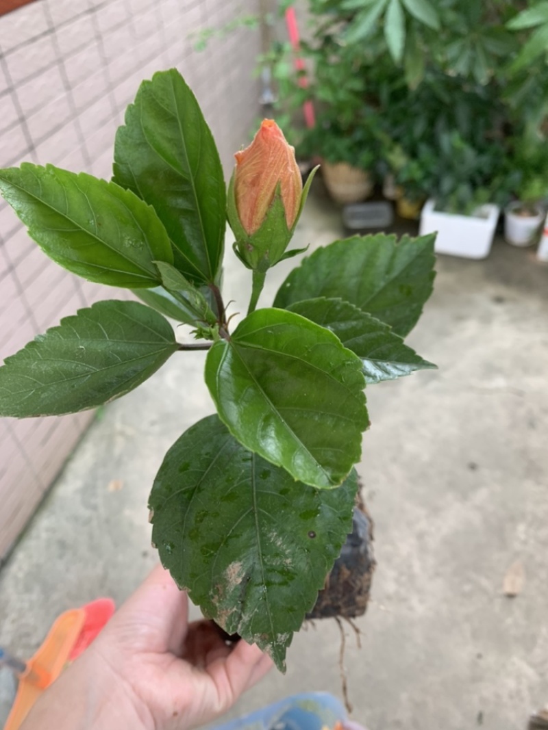 重瓣扶桑福建漳州重瓣扶桑朱槿黄花粉花大红花基地直销