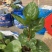 重瓣扶桑福建漳州重瓣扶桑朱槿黄花粉花大红花基地直销