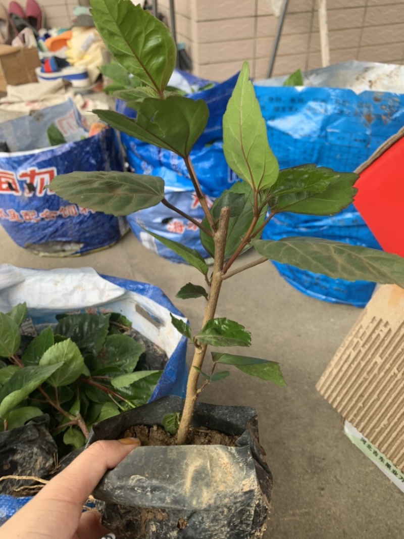 重瓣扶桑福建漳州重瓣扶桑朱槿黄花粉花大红花基地直销