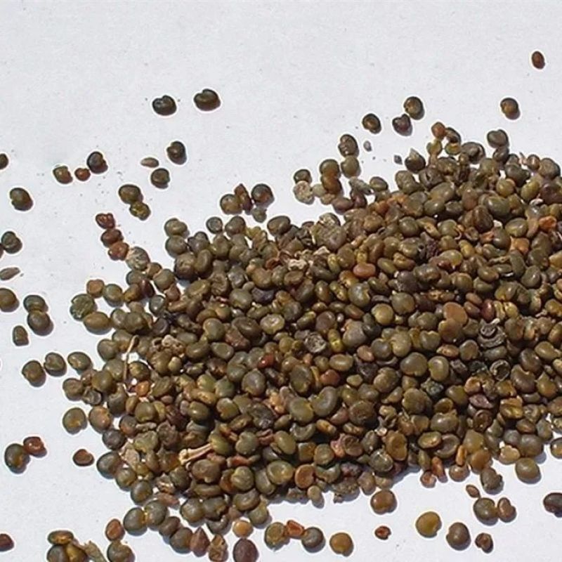 正宗野生沙苑子批批中草药盐炒苑子粉泡茶菟丝子沙苑子