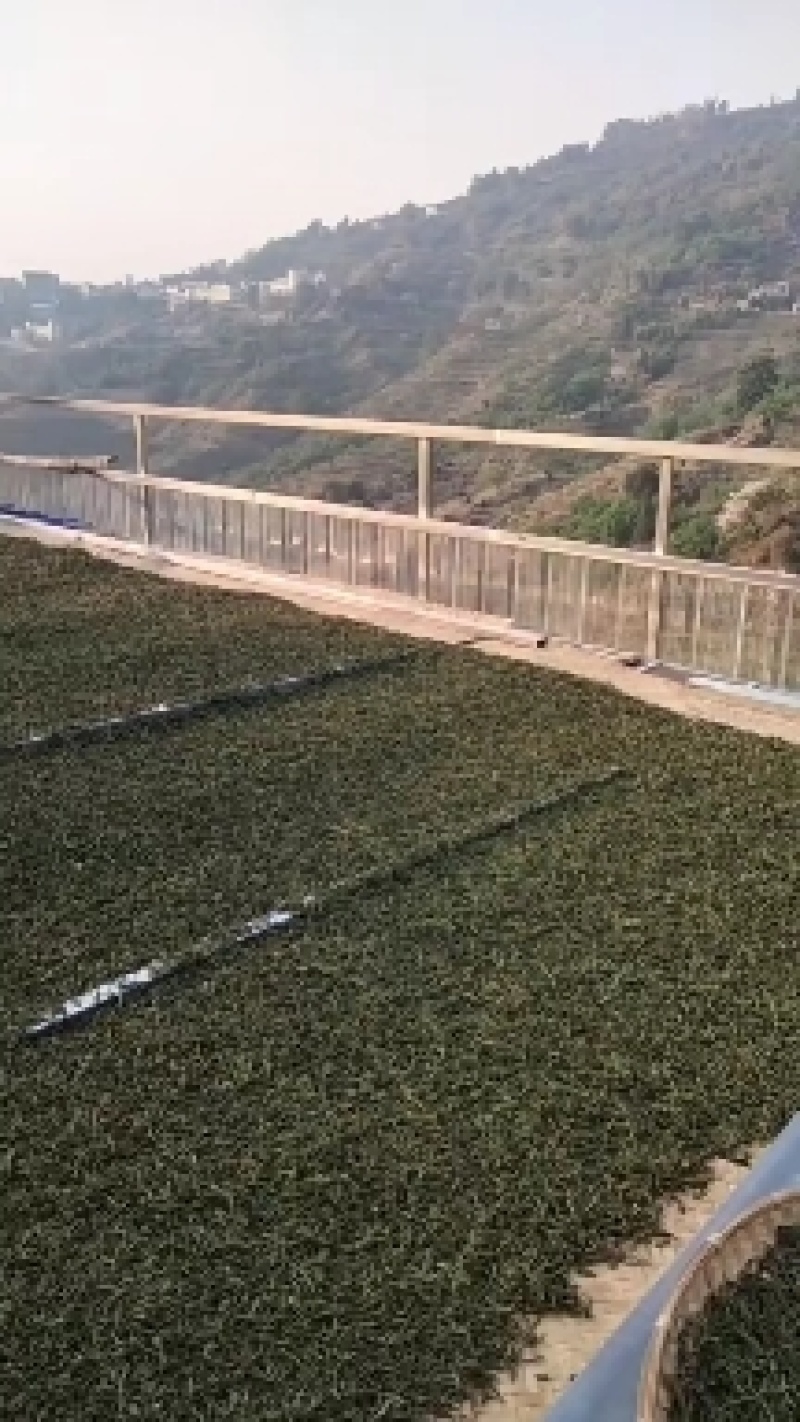 普耳茶，昔归片区的邦东古树岩茶，欢迎订购