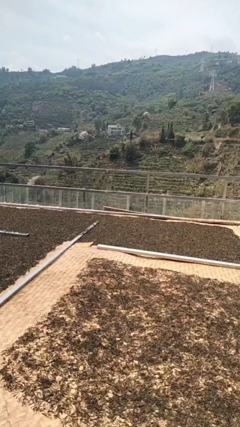 普耳茶，邦东大雪山高海拨的邦东大树茶2023年新茶上市