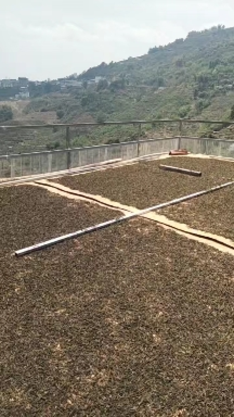 普耳茶，邦东大雪山高海拨的邦东大树茶2023年新茶上市