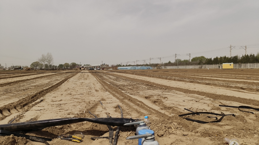 芹菜种植现场施药操作图