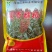 全糯小颗粒品种-冀青糯梁