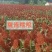全糯小颗粒品种-冀青糯梁