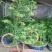 蔷薇月季小丽花葡萄石榴木槿丽格等各种盆栽花卉