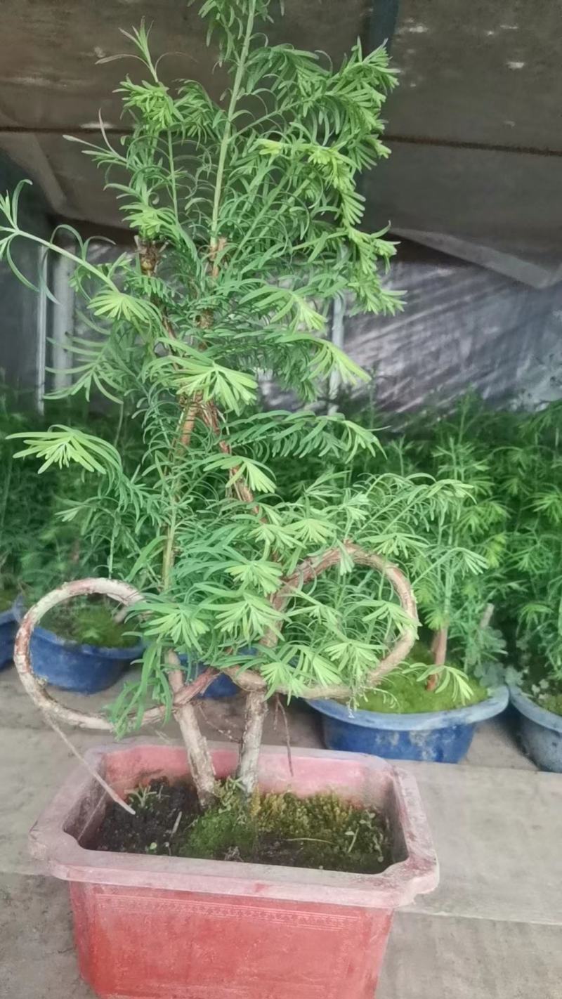 蔷薇月季小丽花葡萄石榴木槿丽格等各种盆栽花卉