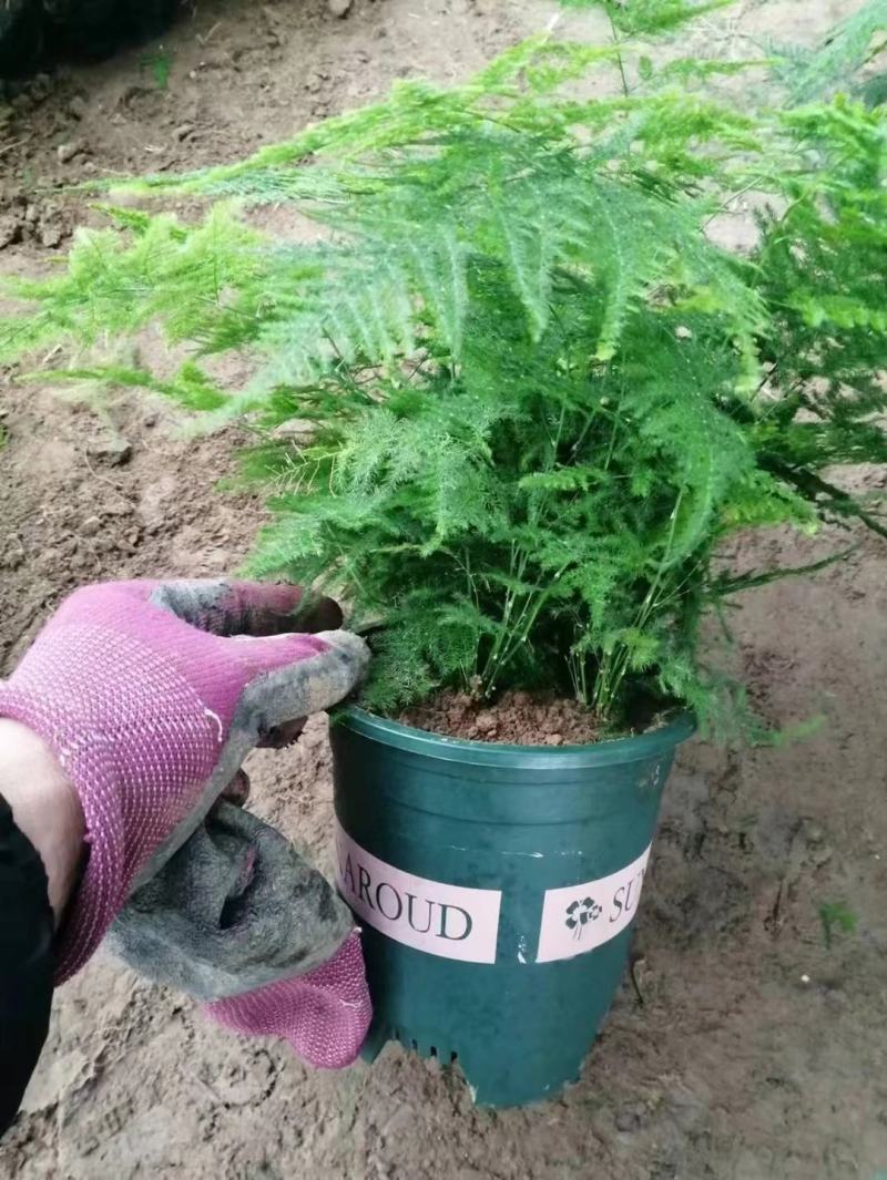 蔷薇月季小丽花葡萄石榴木槿丽格等各种盆栽花卉