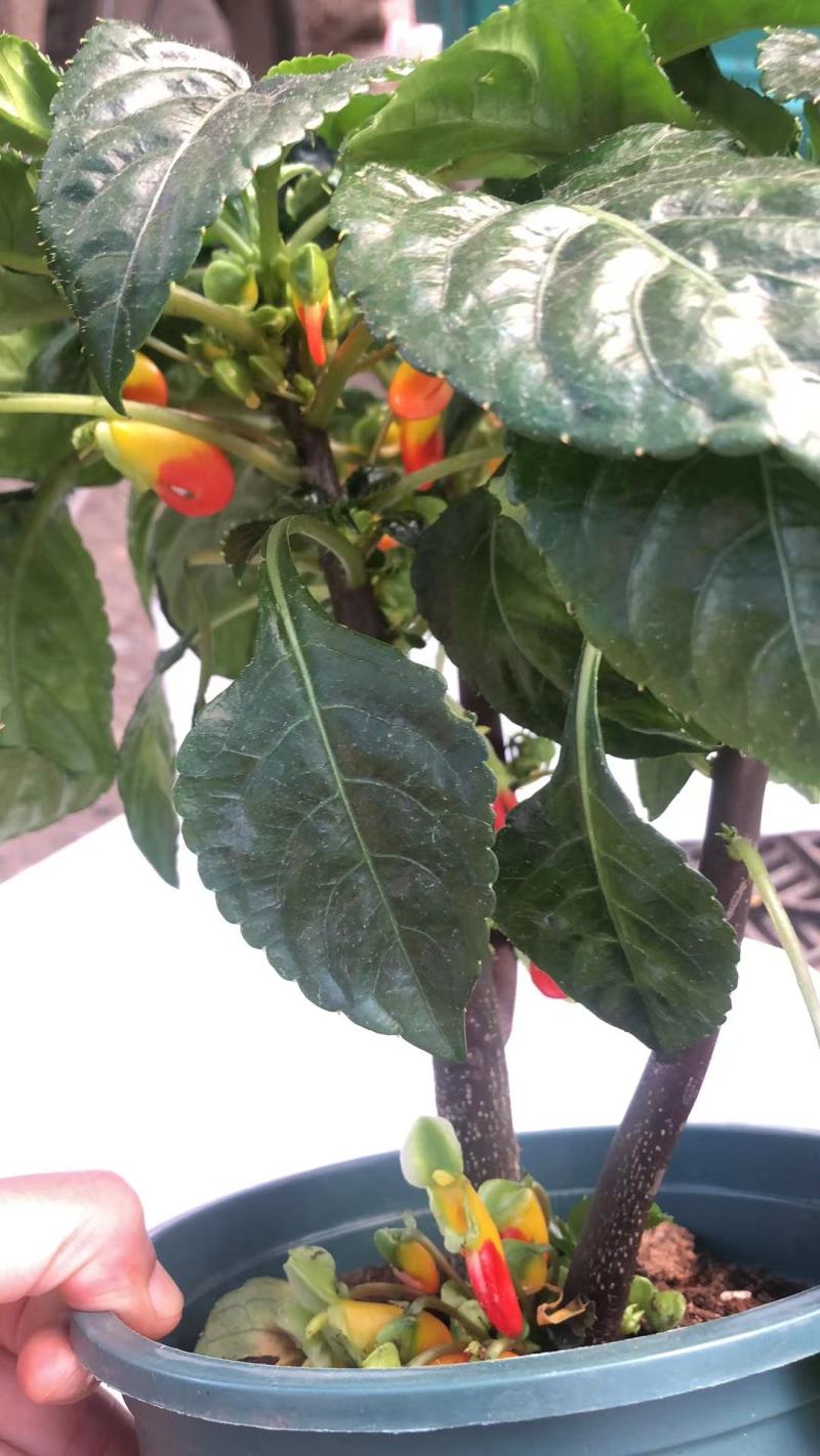 蔷薇月季小丽花葡萄石榴木槿丽格等各种盆栽花卉
