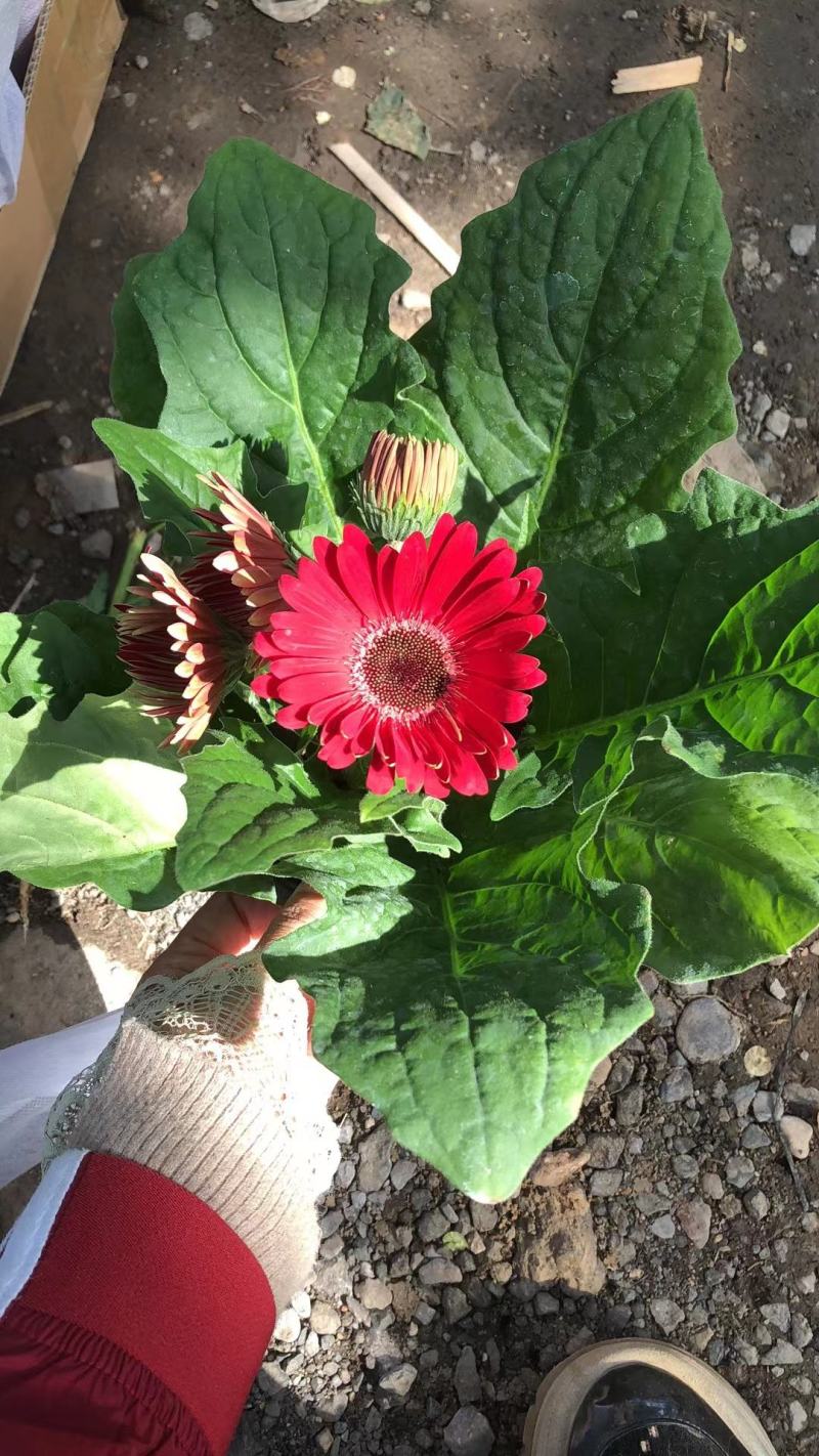 蔷薇月季小丽花葡萄石榴木槿丽格等各种盆栽花卉