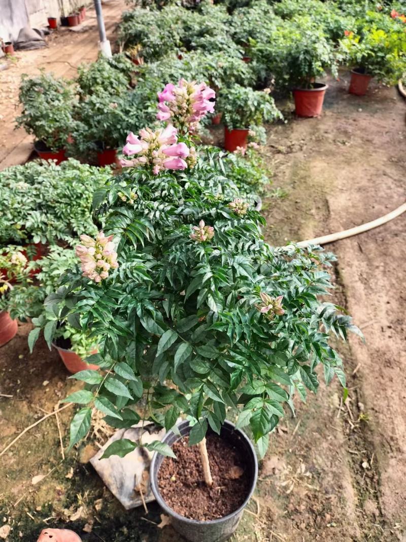 蔷薇月季小丽花葡萄石榴木槿丽格等各种盆栽花卉