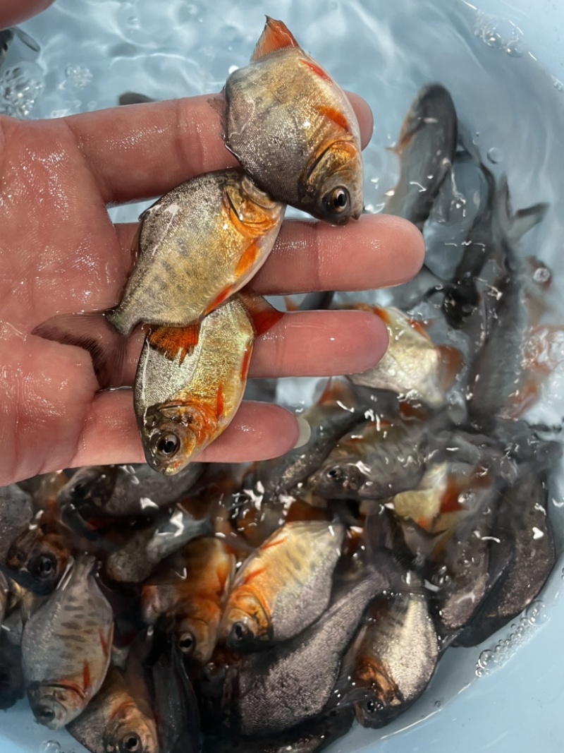 白鲳鱼苗