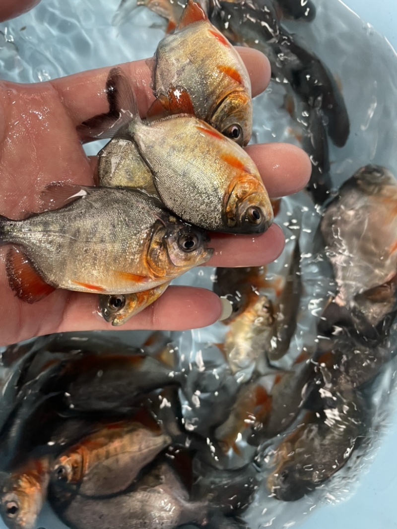 白鲳鱼苗