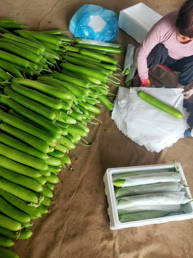 山东精品瓠子瓜蒲瓜，大量供应，一手货源，品质保证